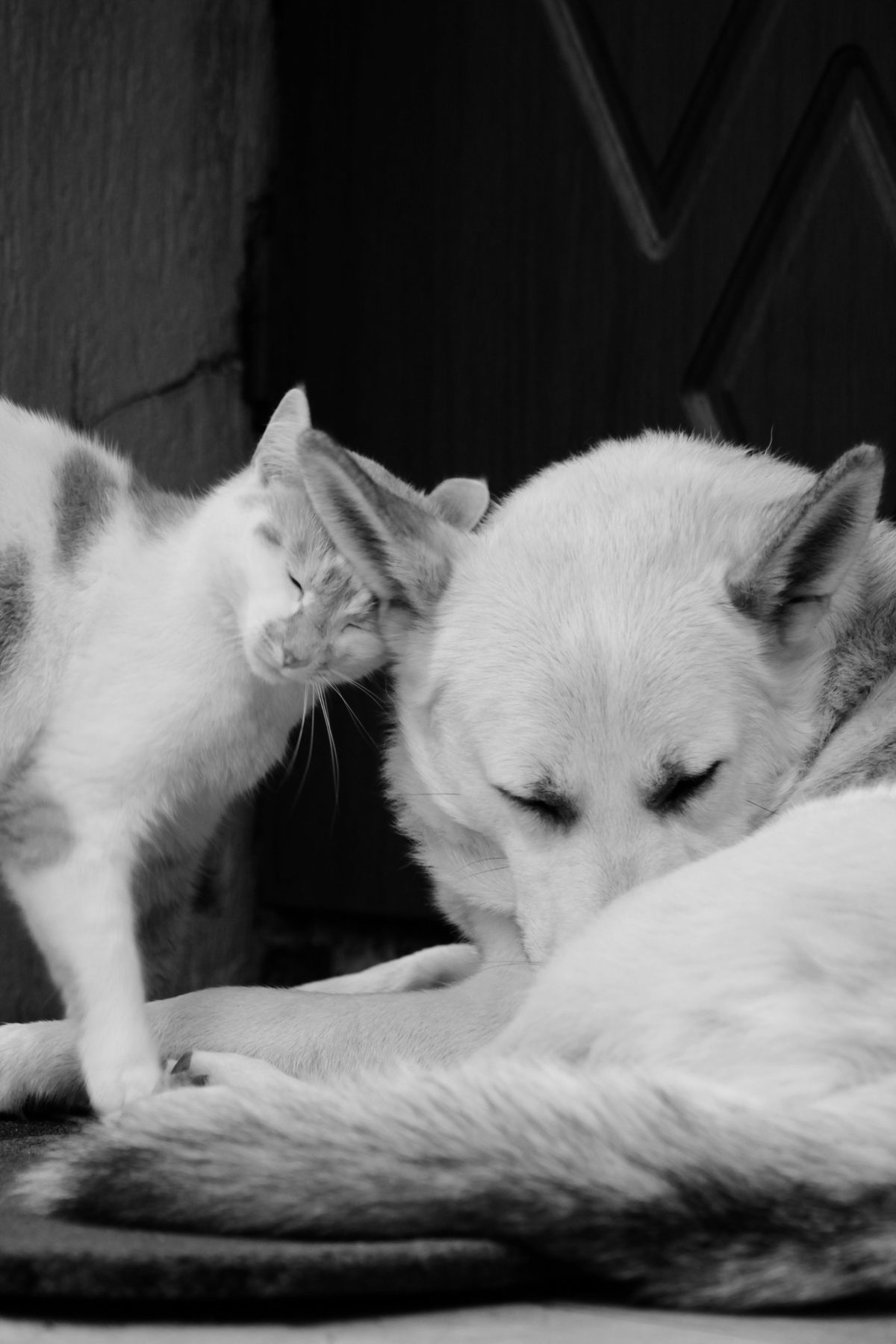 cat dog pet cost